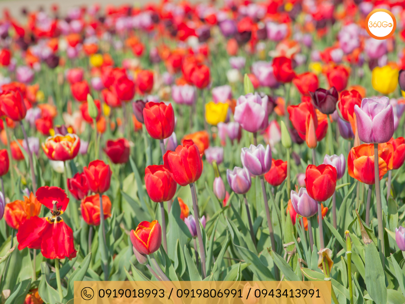 Hoa Tulip đa dạng về màu sắc - Du lịch 360Go 